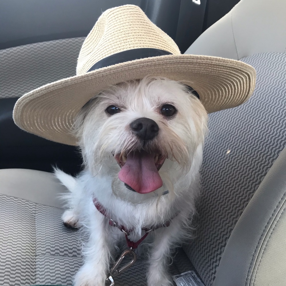 Meet your Posher, Angel